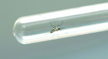 Cerca de 80% das cidades cearenses sofrem com a chikungunya